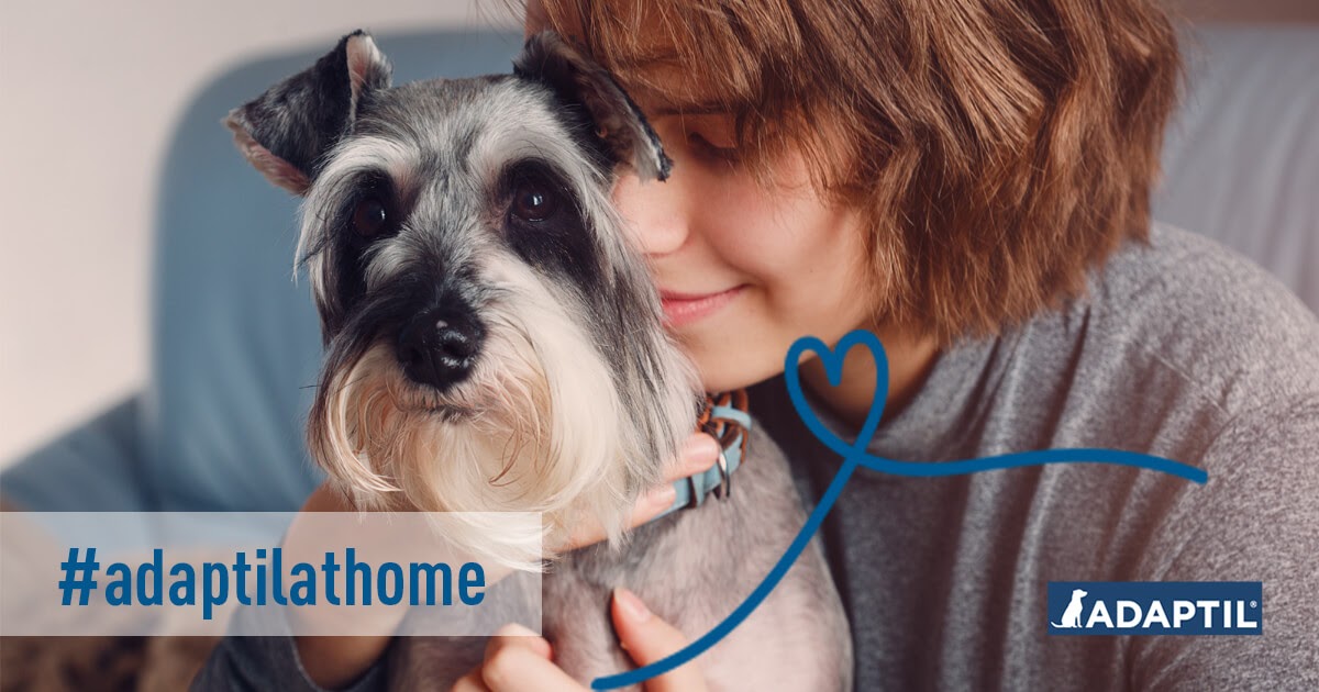 COVID19 What do dog parents need to know?